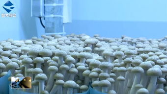 以科研機(jī)構(gòu)為支撐,曲江食用菌產(chǎn)業(yè)園為農(nóng)業(yè)經(jīng)濟(jì)發(fā)展奠定堅(jiān)實(shí)基礎(chǔ)