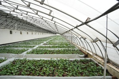 科技賦能產業發展 馬鈴薯苗托起鄉村振興&ldquo;共富夢&rdquo;