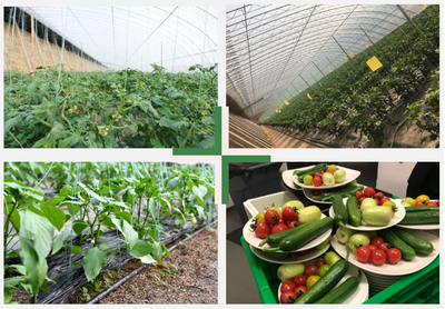 百譽(yù)農(nóng)業(yè)引進(jìn)智能噴藥機(jī),助推園區(qū)機(jī)械現(xiàn)代化