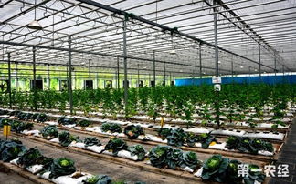 我國(guó)61項(xiàng)農(nóng)業(yè)科技產(chǎn)品走出國(guó)門