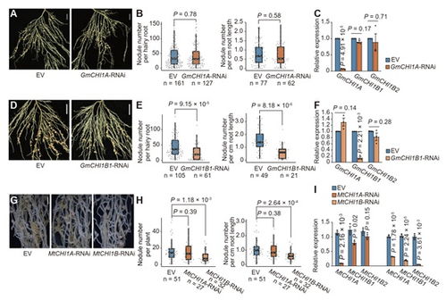豆科植物根瘤共生固氮進(jìn)化機(jī)制研究獲進(jìn)展