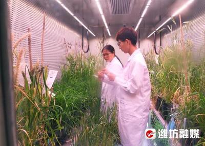 構(gòu)建“四大體系”書寫現(xiàn)代農(nóng)業(yè)“濰坊答卷”——農(nóng)業(yè)科學(xué)研究和試驗(yàn)發(fā)展