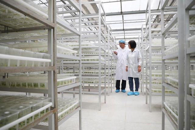 小土豆，大突破——馬鈴薯種業(yè)高質(zhì)量發(fā)展觀察