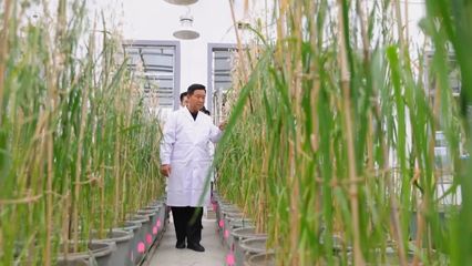 加強國際團隊交流合作 白城燕麥產業加速發展