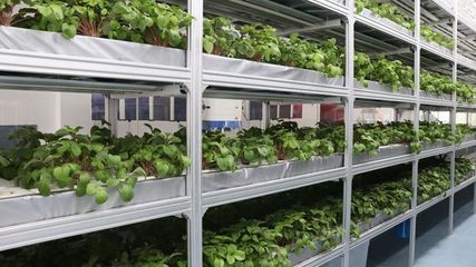 遨游太空的梅州金柚種子回家了！梅州高新區金柚種子成功完成航天搭載實驗