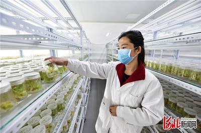 凝心聚力奔小康 | 定州 古城勃興扮靚'節點'，農業科研引領發展